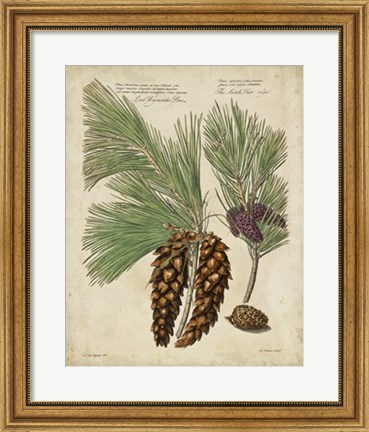 Framed Antique Conifers II Print