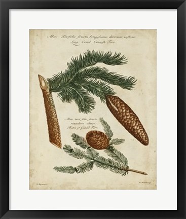 Framed Antique Conifers III Print