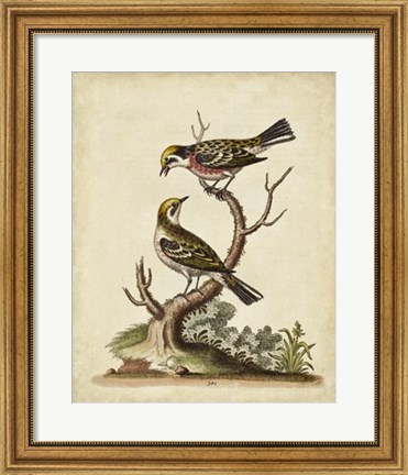 Framed Edwards Bird Pairs II Print