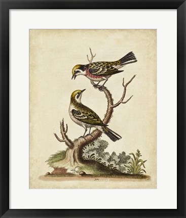 Framed Edwards Bird Pairs II Print