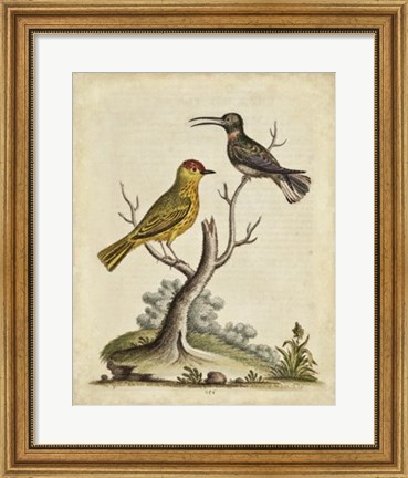 Framed Edwards Bird Pairs IV Print