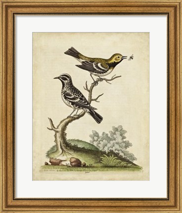 Framed Edwards Bird Pairs VIII Print