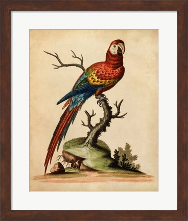 Framed Edwards Parrots I Print