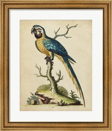 Framed Edwards Parrots II Print