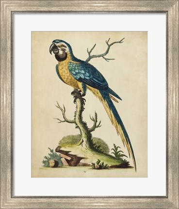 Framed Edwards Parrots II Print
