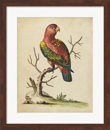 Framed Edwards Parrots IV Print