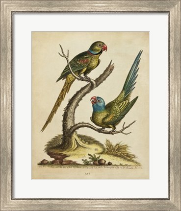 Framed Edwards Parrots V Print