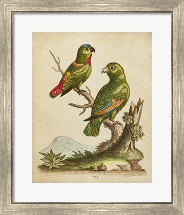 Framed Edwards Parrots VI Print
