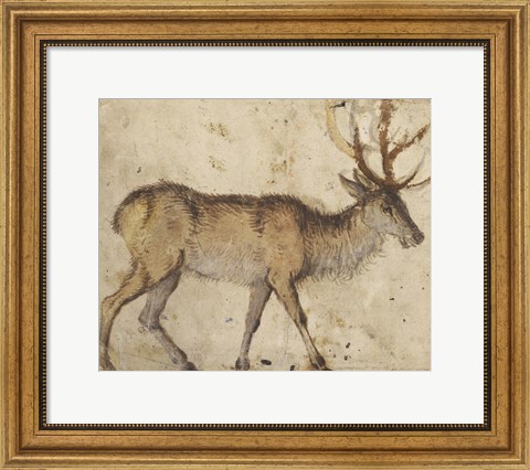 Framed Study of a Stag Print
