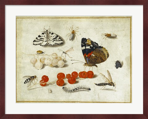 Framed Butterflies, Insects, and Currants Print
