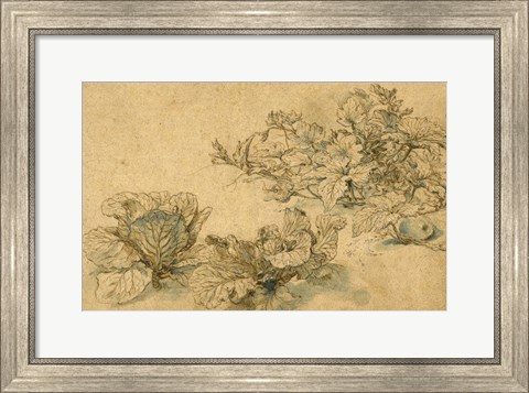 Framed Studies of a Marrow Plant and Cabbages Print