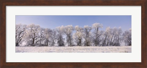 Framed Cottonwood trees covered with snow, Lower Klamath Lake, Siskiyou County, California, USA Print