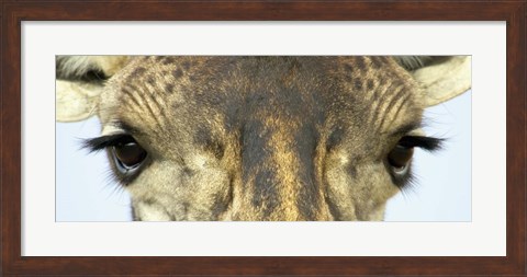 Framed Close-up of a Maasai giraffes eyes Print