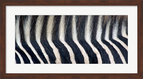 Framed Close-up of a Greveys zebra stripes and mane Print