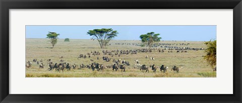 Framed Herd of wildebeest and zebras in a field, Ngorongoro Conservation Area, Arusha Region, Tanzania Print