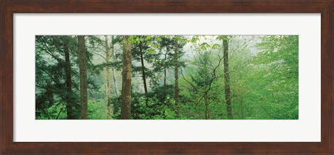 Framed Trees in spring forest, Turkey Run State Park, Parke County, Indiana, USA Print