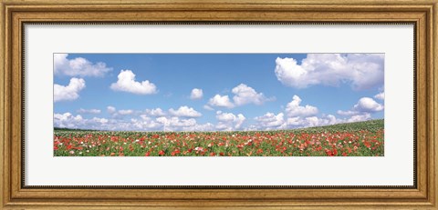 Framed Meadow flowers with cloudy sky in background Print