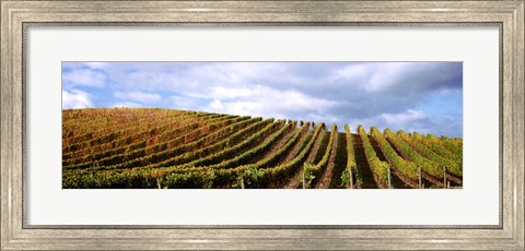 Framed Rows of vines with leaves, Napa Valley, California, USA Print