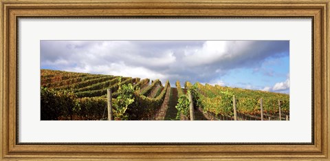 Framed Cloudy skies over a vineyard, Napa Valley, California, USA Print