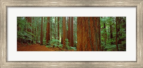 Framed Redwoods tree in a forest, Whakarewarewa Forest, Rotorua, North Island, New Zealand Print