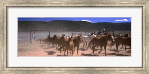 Framed Close up of Horses running in a field, Colorado Print