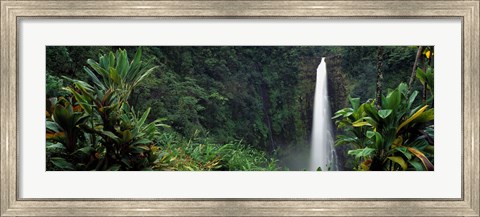 Framed Akaka Falls State Park, Hawaii, USA Print