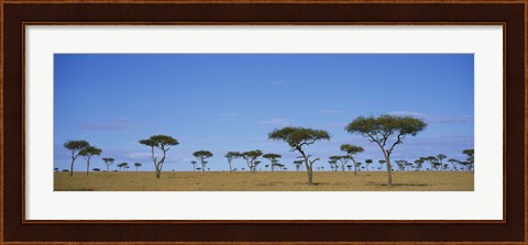 Framed Acacia trees on a landscape, Maasai Mara National Reserve, Kenya Print