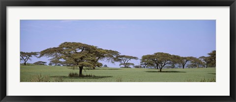 Framed Kenya, View of trees in flat grasslands Print