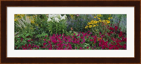 Framed Close-up of flowers in a garden Print