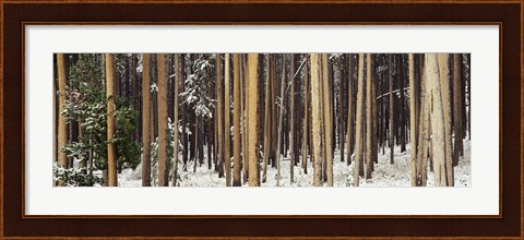 Framed Lodgepole Pines and Snow Grand Teton National Park WY Print