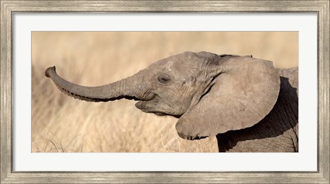 Framed Close-up of a African elephant calf at play Print