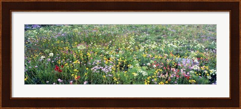 Framed High angle view of wildflowers in a national park, Grand Teton National Park, Wyoming, USA Print