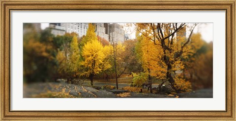 Framed Autumn trees in a park, Central Park, Manhattan, New York City, New York State, USA Print