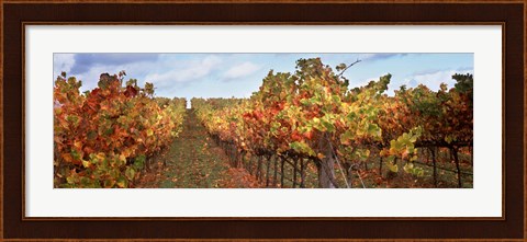 Framed Autumn in a vineyard, Napa Valley, California, USA Print