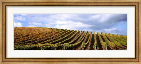 Framed Rows of vines with leaves, Napa Valley, California, USA Print