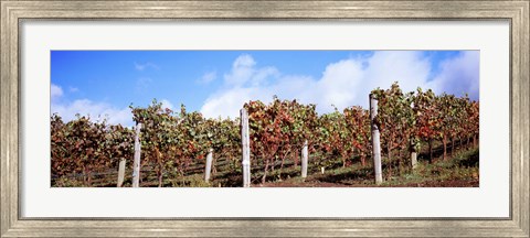 Framed Vines in a vineyard, Napa Valley, Wine Country, California, USA Print
