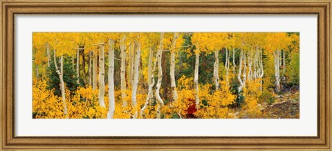 Framed Aspen Trees in Autumn, Dixie National Forest, Utah Print