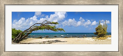 Framed Divi divi tree (Caesalpinia Coriaria) at the coast, Aruba Print