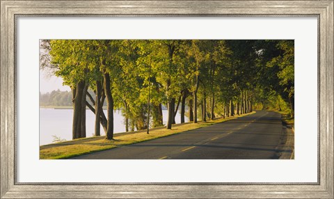 Framed Trees along a road, Lake Washington Boulevard, Seattle, Washington State, USA Print