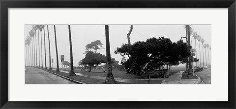 Framed Palm Trees And Fog, San Diego, California Print