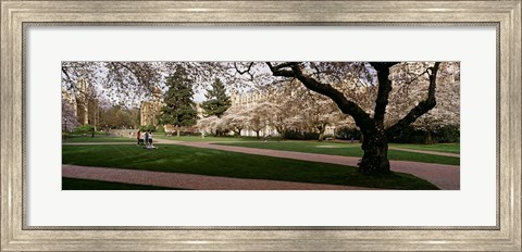Framed Cherry trees in the quad of a university, University of Washington, Seattle, Washington State Print
