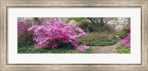 Framed Azalea flowers in a garden, Garden of Eden, Ladew Topiary Gardens, Monkton, Baltimore County, Maryland, USA Print