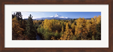 Framed Cottonwood trees in a forest, Mt Hood, Hood River, Mt. Hood National Forest, Oregon, USA Print