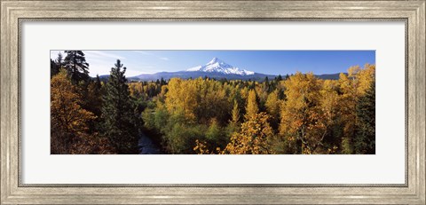 Framed Cottonwood trees in a forest, Mt Hood, Hood River, Mt. Hood National Forest, Oregon, USA Print