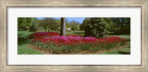 Framed Azalea and Tulip Flowers in a park, Sherwood Gardens, Baltimore, Maryland, USA Print