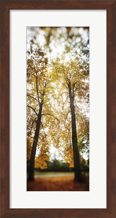 Framed Autumn trees in a park, Volunteer Park, Capitol Hill, Seattle, King County, Washington State, USA Print