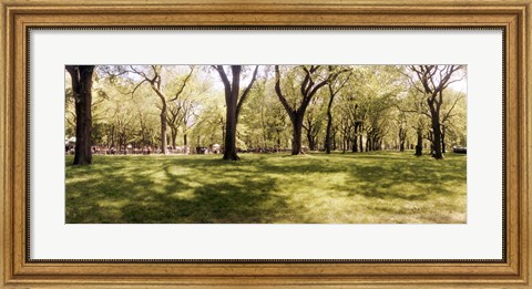 Framed Trees and grass in a Central Park in the spring time, New York City, New York State, USA Print