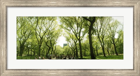 Framed Central Park in the spring time, New York City Print
