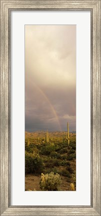 Framed Teddy-Bear Cholla and Saguaro cacti on a landscape, Sonoran Desert, Phoenix, Arizona, USA Print