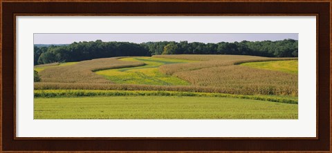 Framed Field Of Corn Crops, Baltimore, Maryland, USA Print